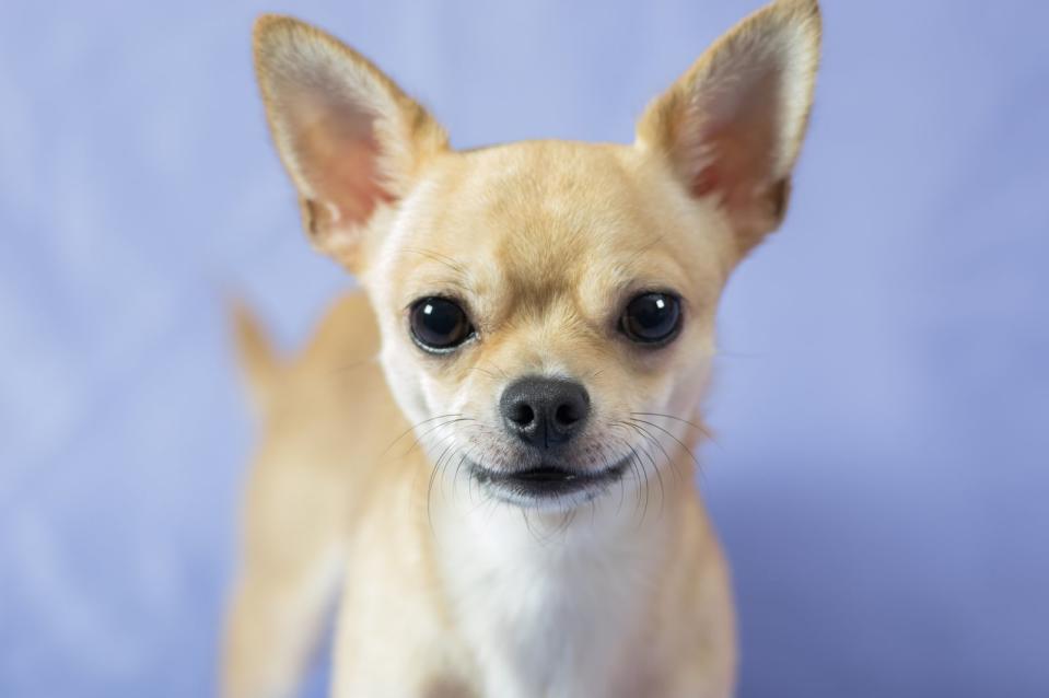 Bis zu 18 Jahre alt kann ein Chihuahua werden und hat damit eine der längsten Lebenserwartungen unter Hunden. Zwar gehört er zu den beliebtesten Hunderassen in Deutschland, er möchte allerdings auch gerne im Mittelpunkt stehen, kläfft viel und kann sich zum Angstbeißer entwickeln. Wer seinen Chihuahua liebt, sorgt besser für genug Bewegung und geistige Förderung. (Bild: iStock / Yurikr)