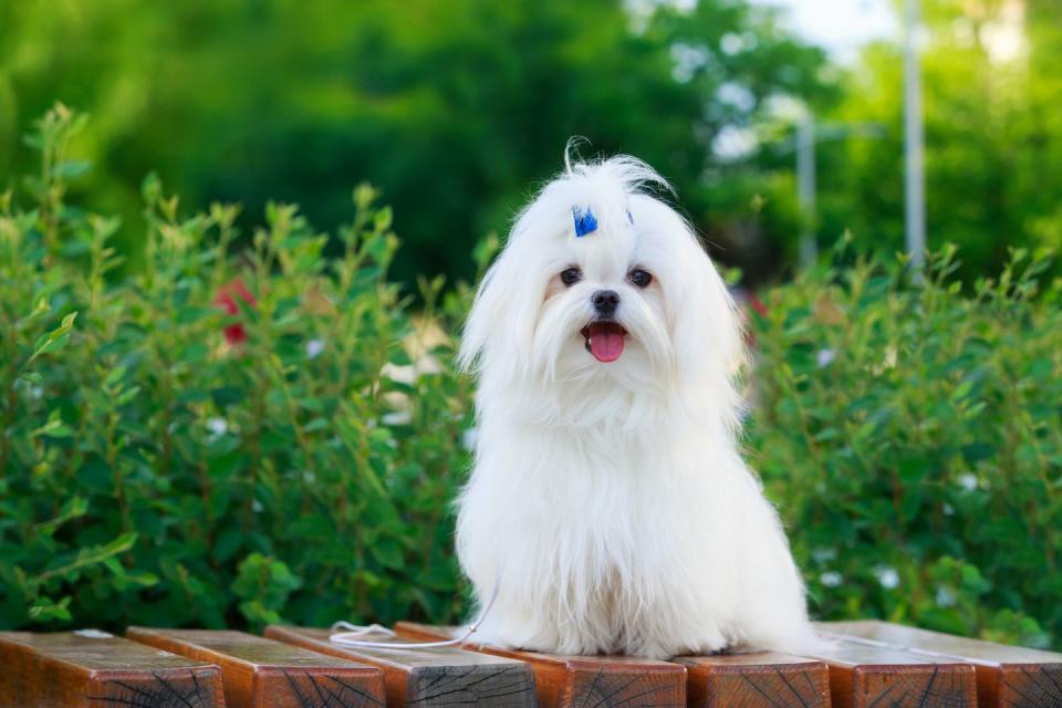 long haired white maltese dog with a blue bow in his hair sitting outside