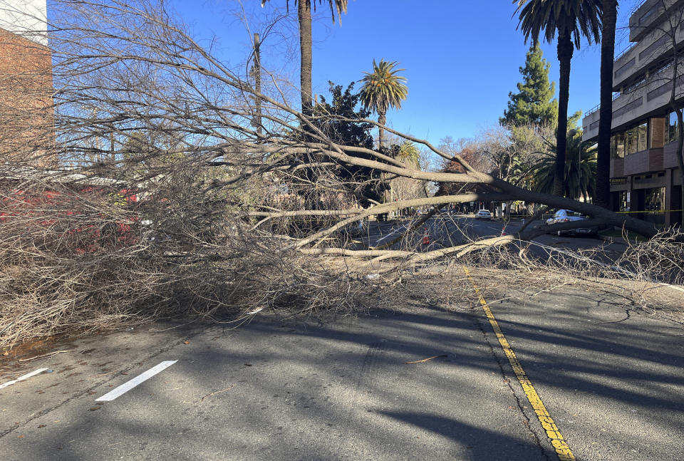 A fallen tree blocks the street next to Fort Sutter Medical Complex in Sacramento, Calif., on Sunday, Jan. 1, 2023. California was drying out and digging out on New Year's Day after a powerful storm brought drenching rain or heavy snowfall to much of the state, snarling traffic and closing highways. (AP Photo/Sophie Austin)