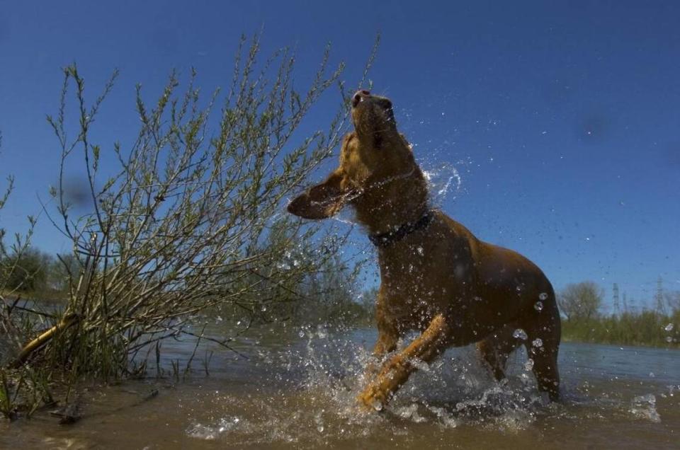 You and your dogs can enjoy the American River Parkway at Paradise Beach.