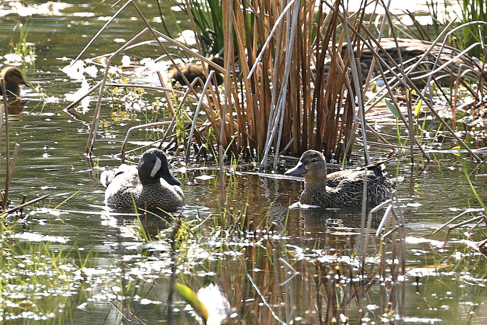 Male and female blue-winged teal on the water in sunshine with reeds in the background