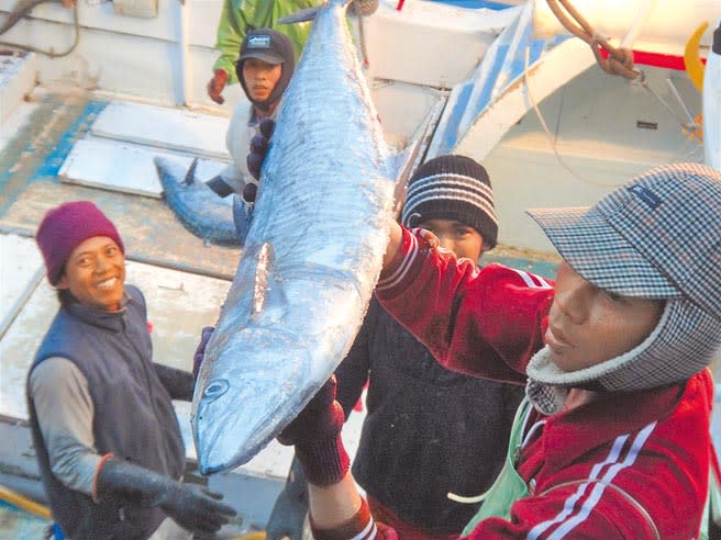 連日澎湖土魠魚頗有斬獲，價格便宜破盤價，正是搶購嘗鮮好時機。（陳可文攝）