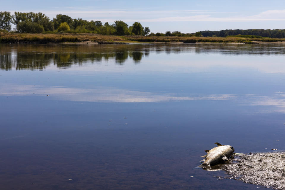 A dead fish drifts in the Oder River near Brieskow-Finkenheerd, eastern Germany, Thursday, Aug. 11, 2022. Huge numbers of dead fish have washed up along the banks of the Oder River between Germany and Poland. (Frank Hammerschmidt/dpa via AP)