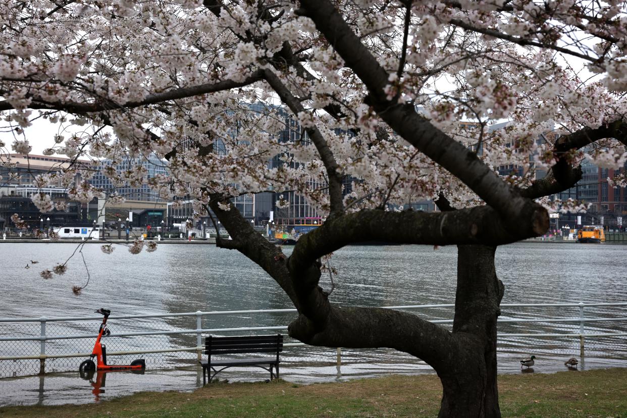 A park bench and a scooter sit in floodwaters during high tide across the Washington Channel from The Wharf amid cherry blossoms in peak bloom near the Tidal Basin on March 23, 2023 in Washington, D.C.