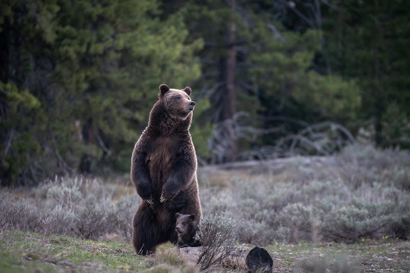 Grizzly bear #399 emerged from hibernation with a cub on May 16, 2023, according to Grand Teton National Park.