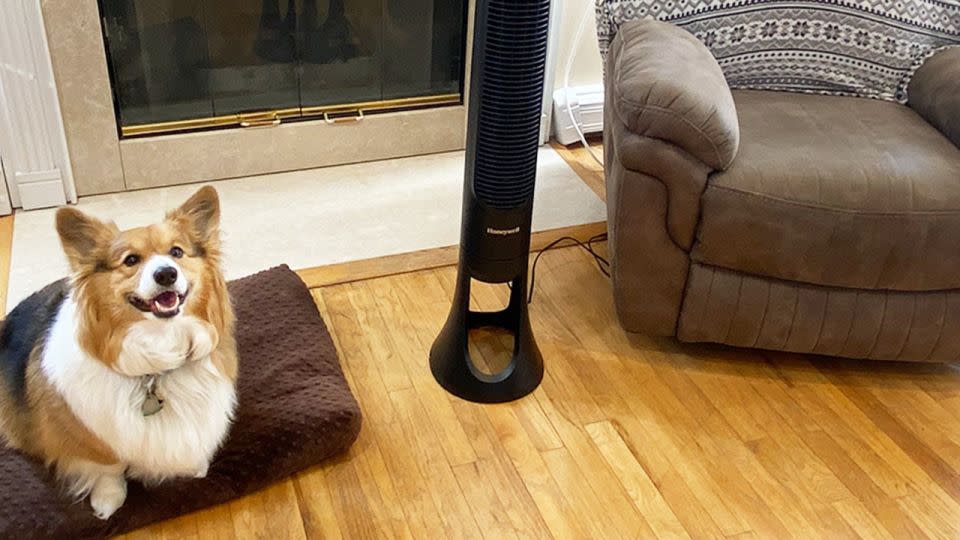 The Honeywell QuietSet tower fan is so quiet, it doesn't spook my dog. - Suzanne Kattau/CNN Underscored