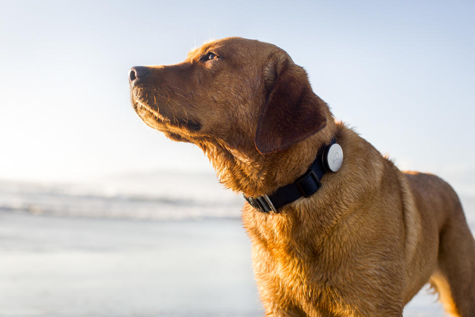 This product image provided by Whistle Labs, Inc. shows a dog wearing a new device, called Whistle, that lets pet owners track how much exercise _ or sleep _ their four-legged friends are getting. (AP Photo/Whistle Labs, Inc.)