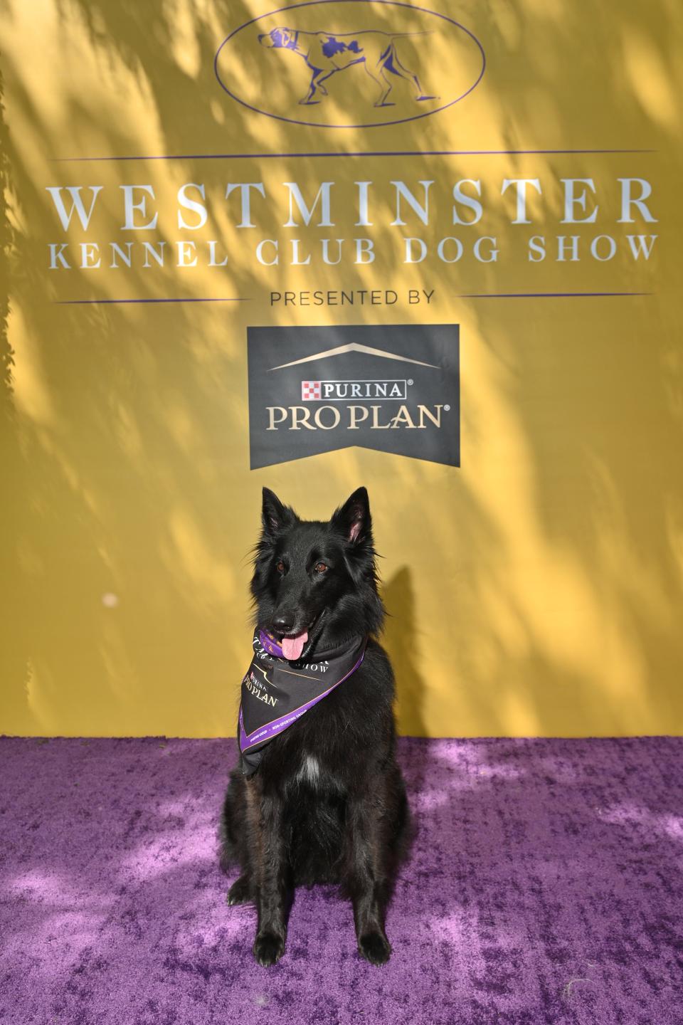 A dog performs during The 147th Annual Westminster Kennel Club Dog Show Presented by Purina Pro Plan - Canine Celebration Day at Arthur Ashe Stadium on May 06, 2023 in New York City.