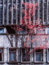 <p>A tree grows against a wall. (Photo: Vladimir Migutin/Caters News) </p>