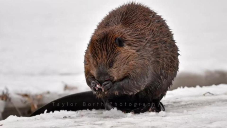 圓滾滾的棕色球體，是加拿大國寶動物「河狸」（beaver）。（圖／翻攝自《渡渡鳥》）