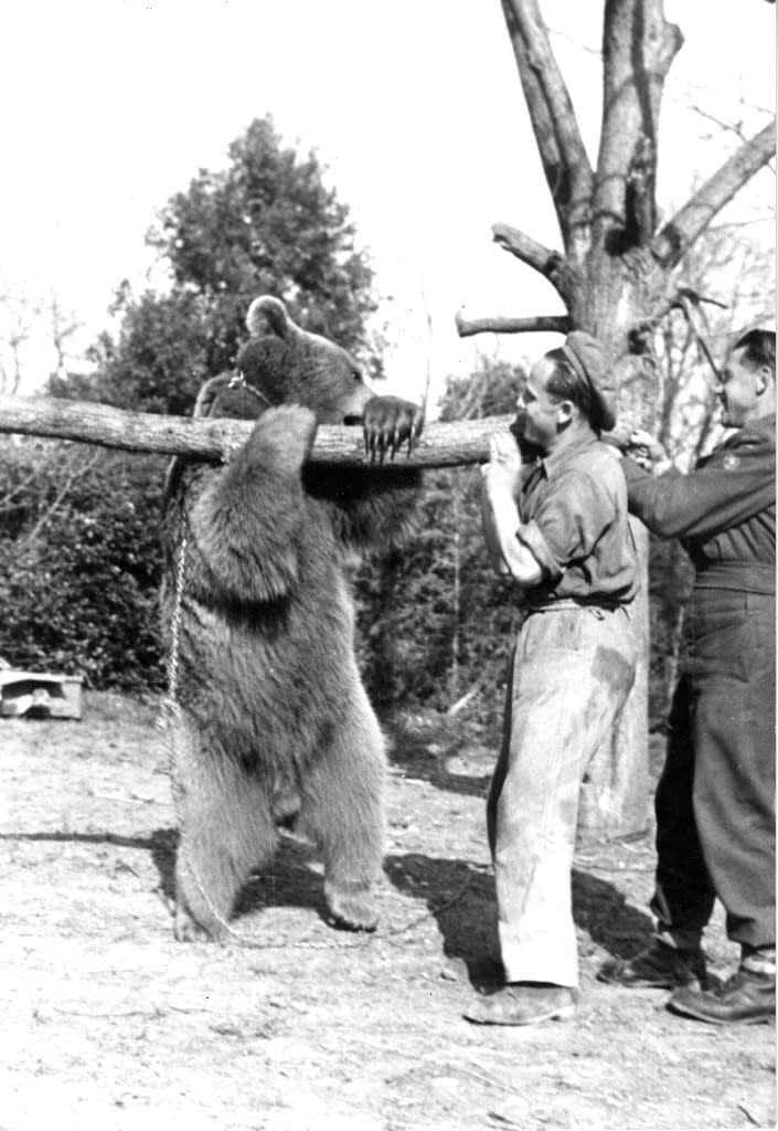 'Corporal' Wojtek the bear helps carry a tree trunk in Castrocaro, Italy on March 22, 1945. His comrades rewarded Wojtek for his efforts with honey, marmalade, beer, and snuggles (AFP Photo/Handout)