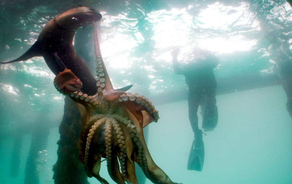 Auch Kraken würden nie Robben jagen: Sie bevorzugen die kleineren Meeresbewohner wie Krebse, Muscheln und Schnecken.