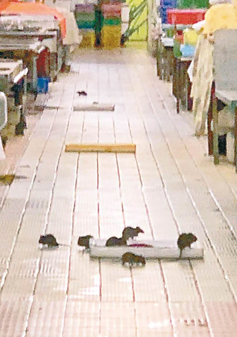本港多區鼠患嚴重。