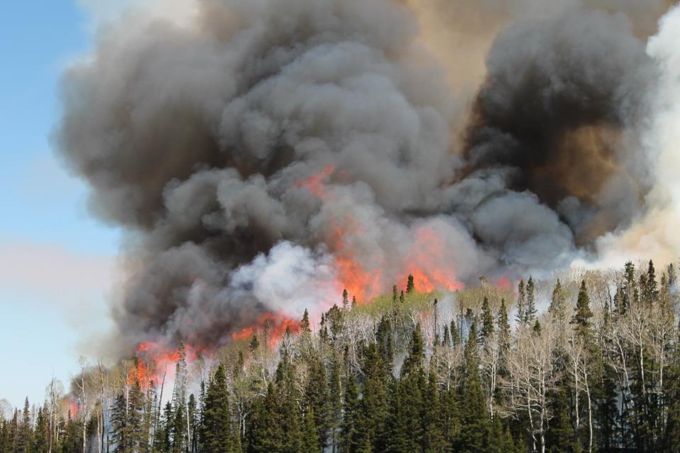 smoke and flames seen above trees