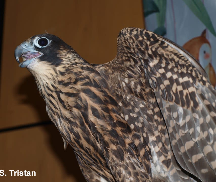 Peregrine Falcon (juvenile plumage)