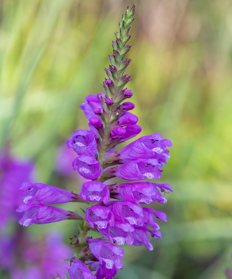 purple flowers of physostegia virginiana, also known as false dragonhead