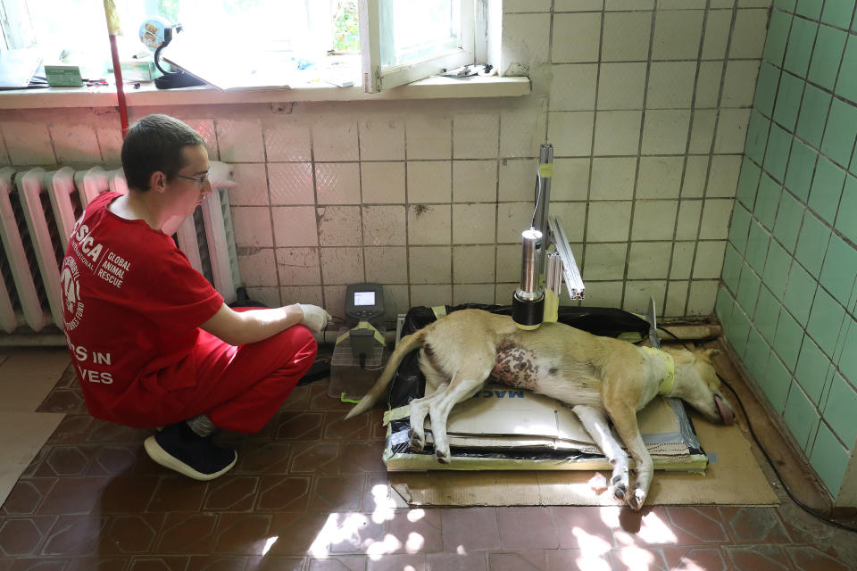 CHORNOBYL, UKRAINE - AUGUST 17:  Jake Hecla, a graduate student in nuclear engineering at the University of California, Berkeley, and a volunteer with The Dogs of Chernobyl initiative, uses a spectroscopy device to measure gamma rays emitted from isotopes, including americium, which is derived from plutonium, and cesium lodged inside the body of an anesthetized stray dog recovering from surgery at a makeshift veterinary clinic inside the Chernobyl exclusion zone on August 17, 2017 in Chornobyl, Ukraine. An estimated 900 stray dogs live in the exclusion zone, many of them likely the descendants of dogs left behind following the mass evacuation of residents in the aftermath of the 1986 nuclear disaster at Chernobyl. Volunteers, including veterinarians and radiation experts from around the world, are participating in an initiative called The Dogs of Chernobyl, launched by the non-profit Clean Futures Fund. Participants capture the dogs, study their radiation exposure, vaccinate them against parasites and diseases including rabies, neuter and spay them, tag the dogs and release them again into the exclusion zone. Some dogs are also being outfitted with special collars equipped with radiation sensors and GPS receivers in order to map radiation levels across the zone.  (Photo by Sean Gallup/Getty Images)