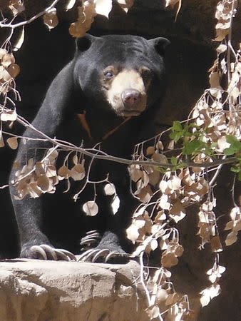 A 34-year-old Malayan sun bear named Dresena is shown in this undated photo released on May 6, 2015. REUTERS/Reid Park Zoo/Handout via Reuters