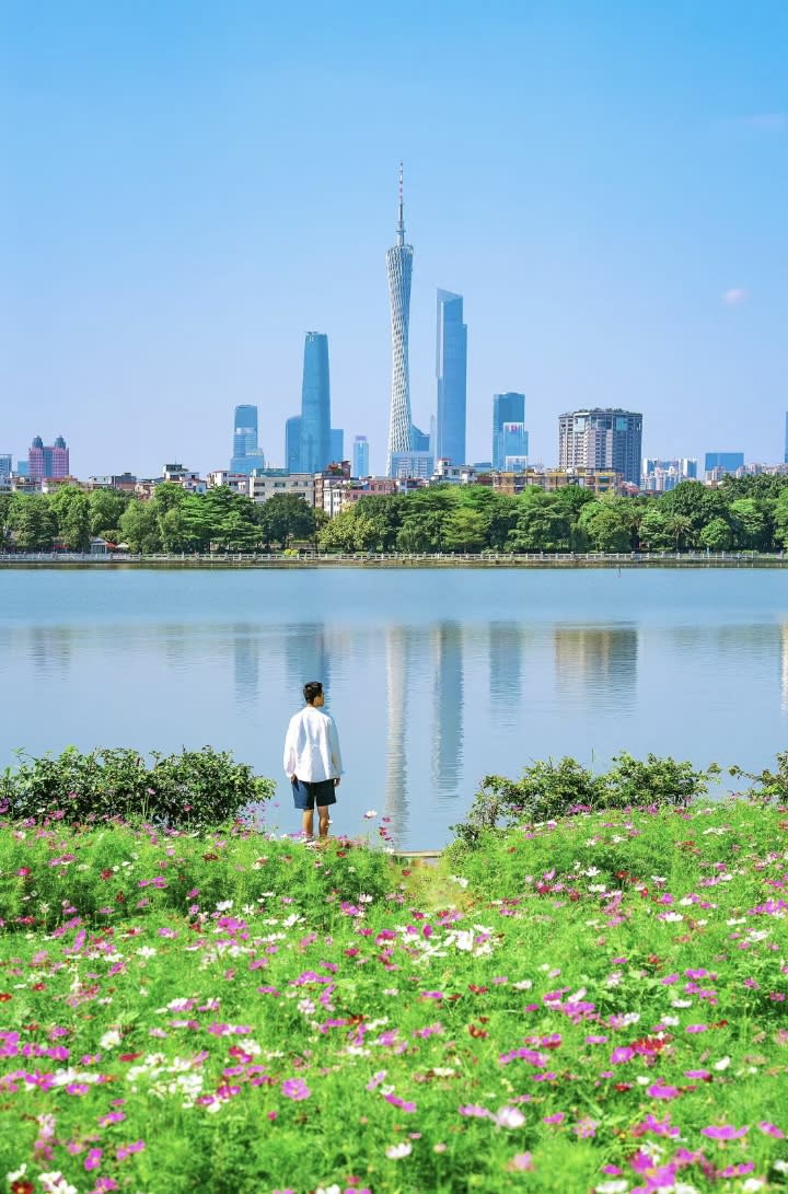 廣州旅遊｜廣州海珠湖公園賞波斯菊！花海佔地17萬呎、免費入場 遠眺廣州塔小蠻腰＋登遊船賞兩岸打卡靚景