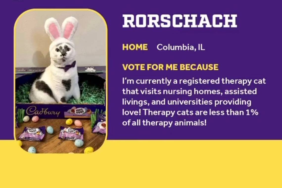 Rorschah, shown here in this screenshot from the Cadbury USA Instagram account, was adopted from the Belleville Area Humane Society.