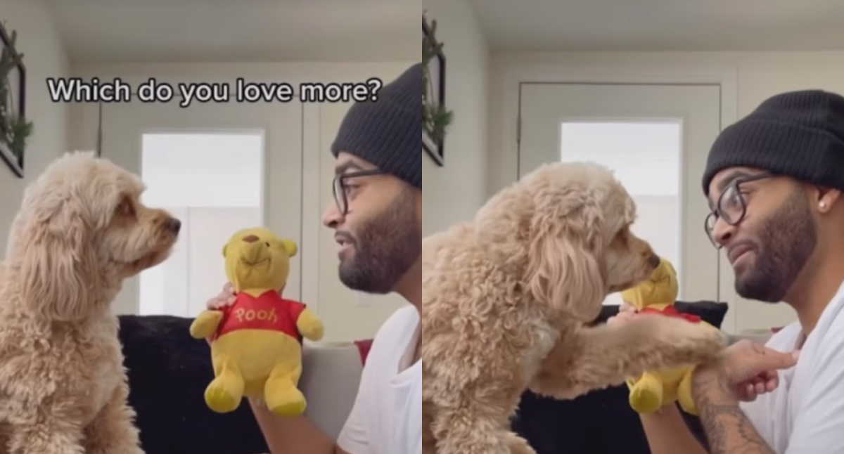 Luna The Mini Cockapoo wins the internet in adorable video