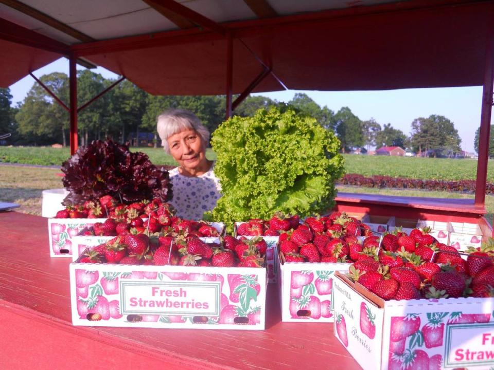 2021 strawberry picking season starts at Carrigan Farms in Mooresville, where you can get U-Pick or pre-picked strawberries, asparagus, heirloom leaf lettuce — and strawberry slushies and shortcake.