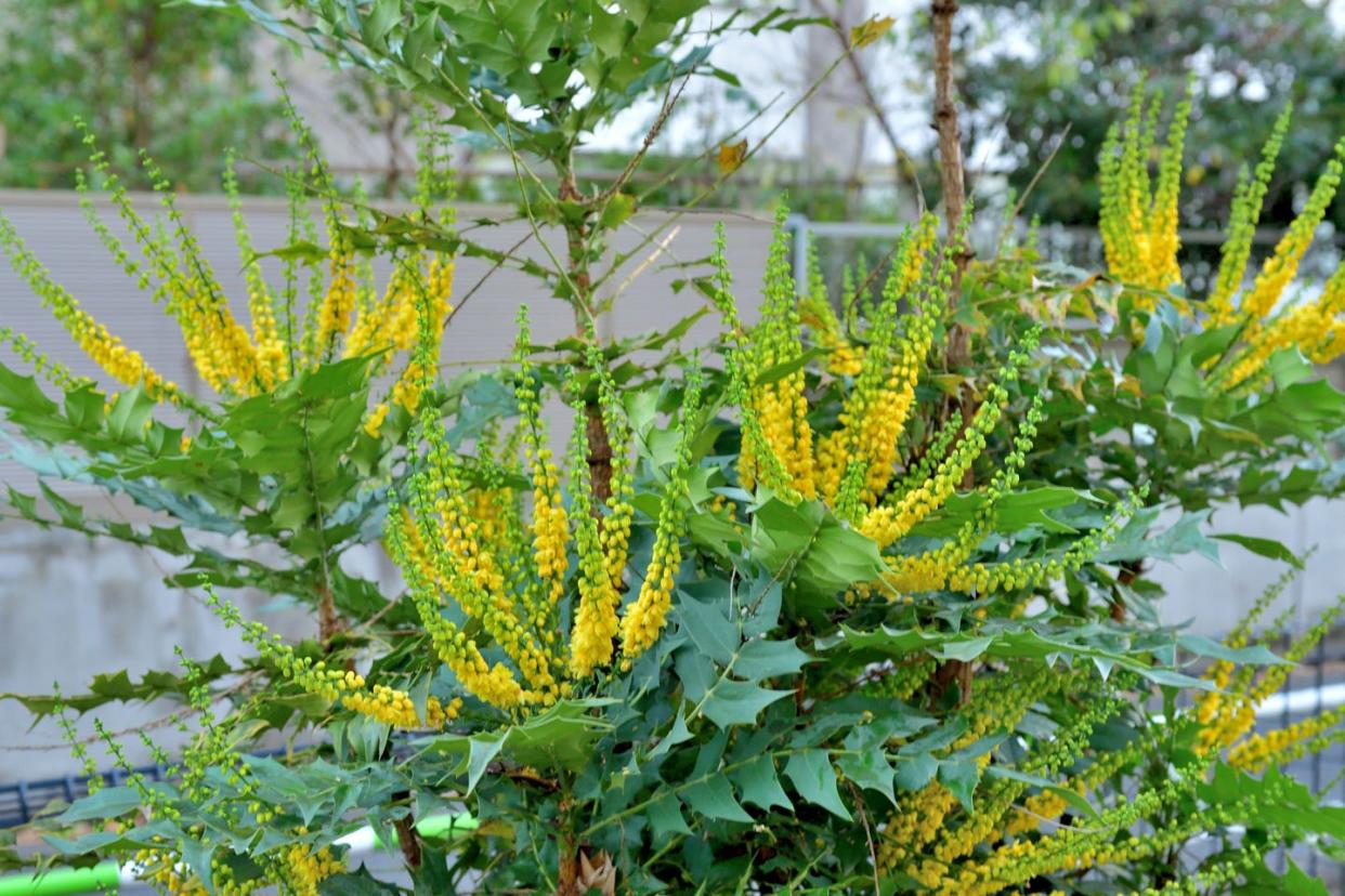 winter flowers mahonia