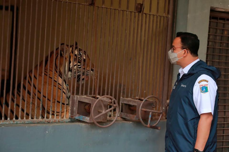 Indonesia Sumatran Tigers (ASSOCIATED PRESS)