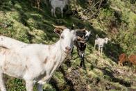 Wie wurde das segensreiche Getränk der Menschheit eigentlich zugänglich gemacht? Möglicherweise dank eines Tieres: Laut Überlieferung machte ein Ziegenhirte im Äthiopien des 9. Jahrhunderts die Beobachtung, dass seine Tiere sich nach der Verkostung von Kaffeekirschen irgendwie aufgedreht benahmen. Ein Mönch soll daraufhin mit Kaffee experimentiert und ihn als Getränk entdeckt haben. (Bild: iStock/Glen_Pearson)