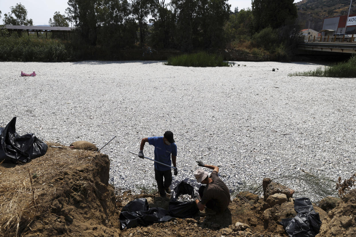 Workers collect dead fish from a river.