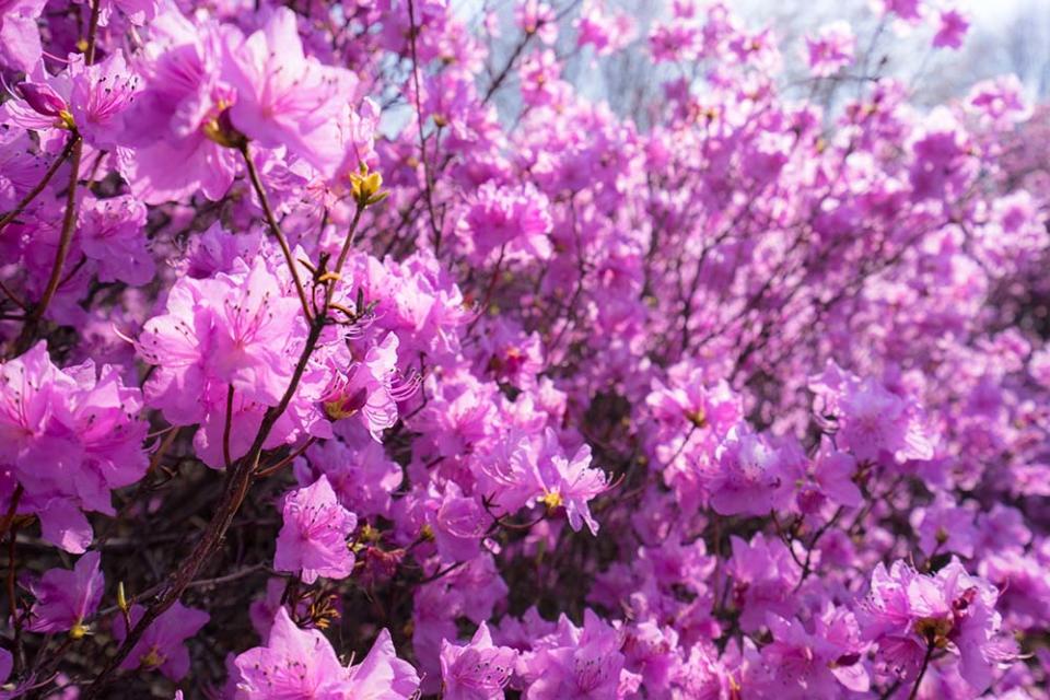 遠美山杜鵑花（Image Source : Getty Creative）