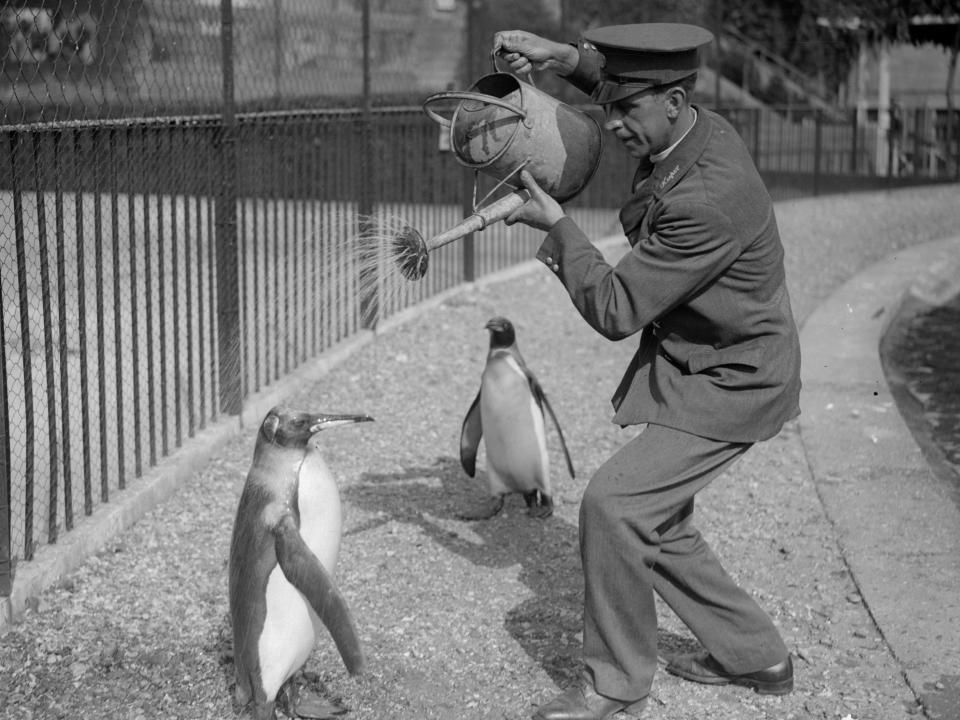 penguin getting a shower