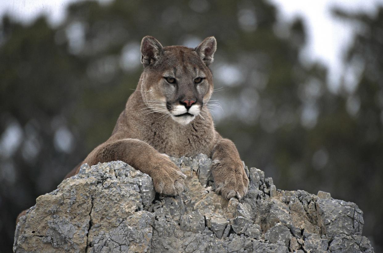 Mountain Lion