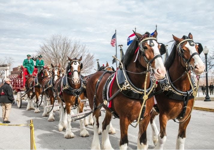 The iconic Budweiser Clydesdale horses will be in Zanesville July 16-21. Matesich Distributing Co. requested the horses and is working with the city of Zanesville and Muskingum County to plan a weeklong series of activities under the theme of Military Appreciation Week honoring veterans, active duty personnel, and first responders.