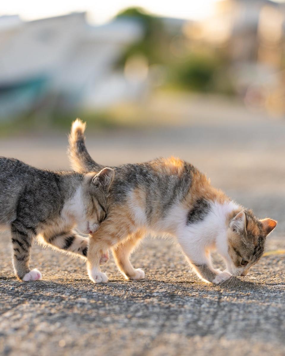 A cat bumps into another cat from behind