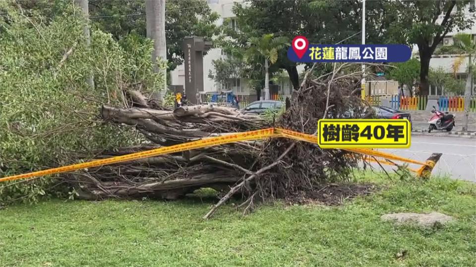 東北季風增強花蓮現10級強風　40年榕樹倒地