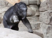 An unnamed baby elephant calf explores the elephant barn at the Hagenbeck Zoo on April 18, 2012 in Hamburg, Germany. The male calf was born on April 13 with a weight of 100 kilos as the third calf of mother elephant Lai Sinh. (Photo by Joern Pollex/Getty Images)