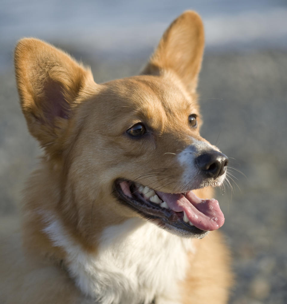 Welsh Pembroke Corgi dog on beach