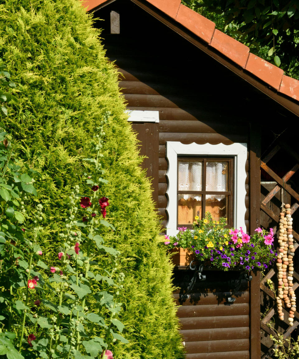 hollyhocks (Alcea-rosea) and arborvitae in front of shed