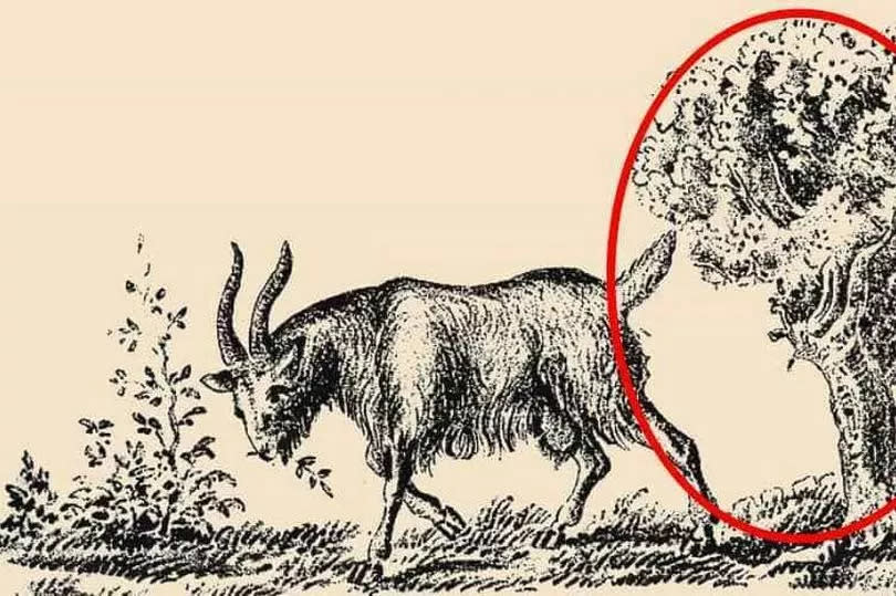 Answer to goat optical illusion