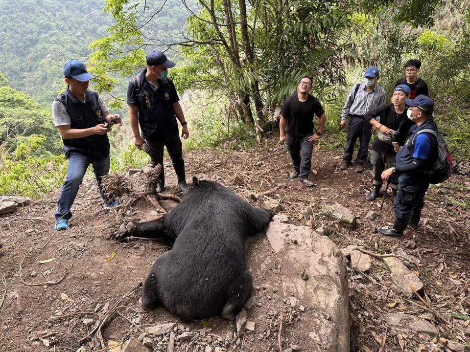 93685黑熊是一隻體重85公斤的大公熊，不過不幸過世。（林務局東勢林區管理處提供）