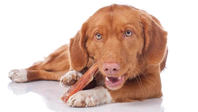 is a ham bone safe for dogs