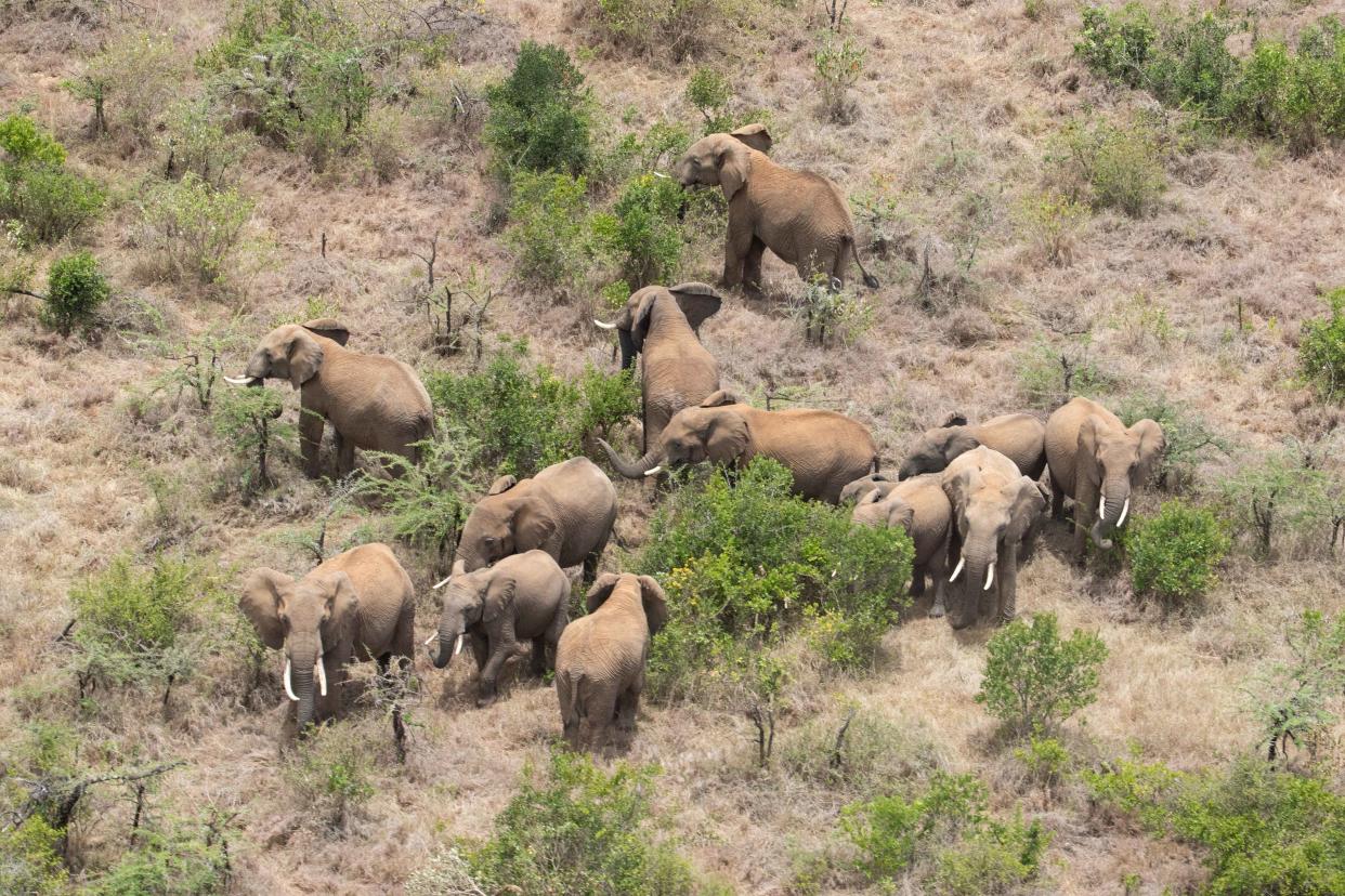 <p><em>Some of the elephants were herded to a different location</em></p> (Maurice Schutgens)