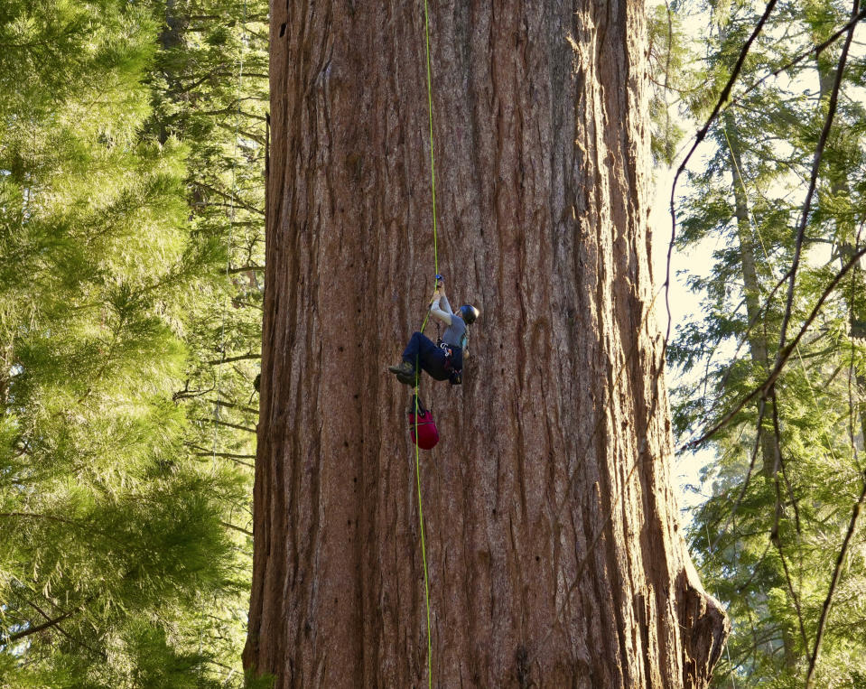 A researcher climbs General Sherman, the world's largest tree, in Sequoia National Park, Calif. on Tuesday, May 21, 2024. The research team inspected the 275-foot tree for evidence of bark beetles, an emerging threat to giant sequoias. (AP Photo/Terry Chea)