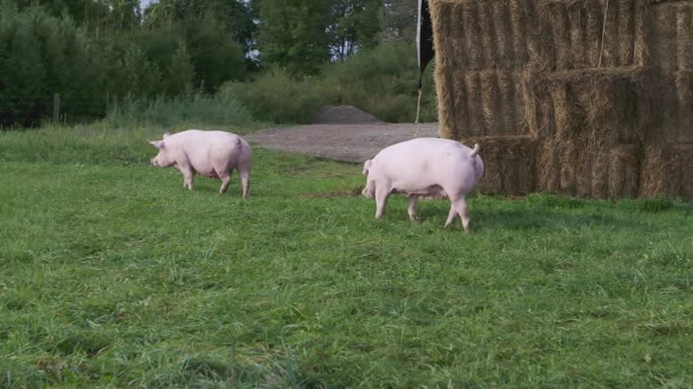 Two pigs on pasture