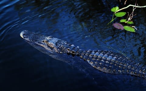 Pythons are competing with alligators to top the Everglades food chain - Credit: Getty Images