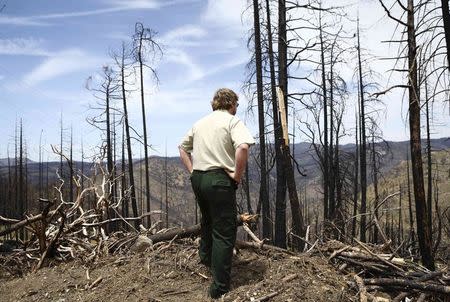 U.S. National Forest Service forester Marty Gmelin looks out at charred remnants of the 2013 Rim Fire in the Stanislaus National Forest in California May 30, 2014. REUTERS/Elijah Nouvelage