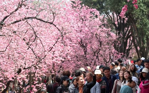People walk under cherry blossoms in Kunming, Yunnan province, China March 7, 2018. - Credit: CHINA STRINGER NETWORK/Reuters
