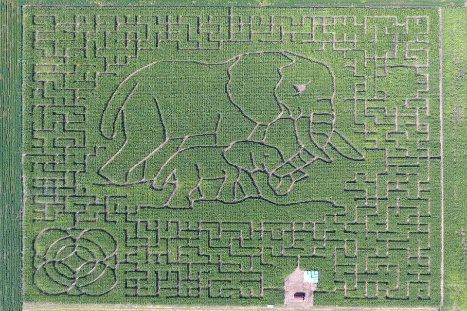 <p>We can't get over the stunning artistry of <a href="http://www.heartlandcountrycornmaze.com/" rel="nofollow noopener" target="_blank" data-ylk="slk:Heartland Country Corn Maze;elm:context_link;itc:0;sec:content-canvas" class="link ">Heartland Country Corn Maze</a>'s 2019 design: an elephant and her young! This 11-acre maze features 10 checkpoints, a free treat from a "Concession Barn," and tons of beautiful, towering corn stalks to admire. </p><p><a class="link " href="https://go.redirectingat.com?id=74968X1596630&url=https%3A%2F%2Fwww.tripadvisor.com%2FTourism-g54631-Harrisburg_South_Dakota-Vacations.html&sref=https%3A%2F%2Fwww.countryliving.com%2Flife%2Ftravel%2Fg22717241%2Fcorn-maze-near-me%2F" rel="nofollow noopener" target="_blank" data-ylk="slk:PLAN YOUR TRIP;elm:context_link;itc:0;sec:content-canvas">PLAN YOUR TRIP</a></p>