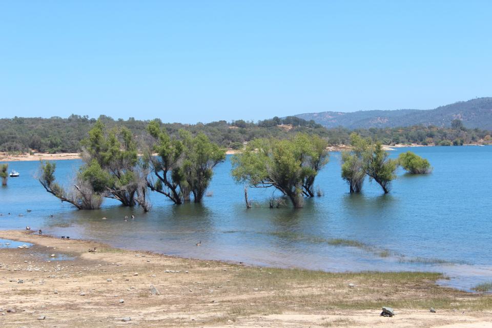 Folsom Lake features solid fishing for king salmon and rainbows, as well as for spotted, smallmouth and largemouth bass, black crappie and channel catfish.